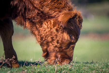 Closeup shot of Madeiran cow, calf, grazing grass on a pasture of Madeira. Also called Vaca Madeirenseの写真素材