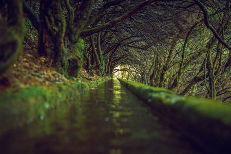 View on the nature of famous levada hike route PR6 25 fontes in rabacal valley on Madeira Island,...