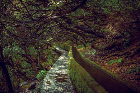 View on the nature of famous levada hike route PR6 25 fontes in rabacal valley on Madeira Island, Portugalの写真素材