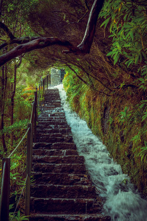 View on the nature of famous levada hike route PR6 25 fontes in rabacal valley on Madeira Island, Portugalの写真素材