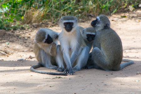 group of vervet monkeys, Chlorocebus pygerythrus, grooming each other on the ground, strengthening social bondsの写真素材