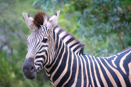 Portrait of a plains zebra, Equus quagga, head in close-up, showing details of the stripes, with blurry green backgroundの写真素材
