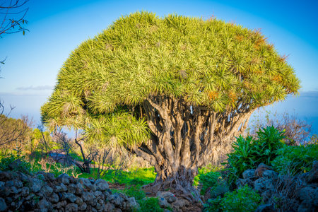 Buracas dragon tree in the Garafian district of Las Tricias on La Palma, Canary Islands of Spain,...