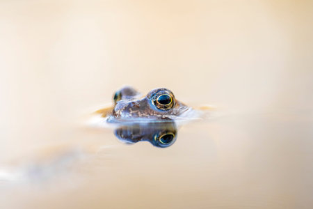 Submerged moor frog, Rana arvalis in a pond in the forest