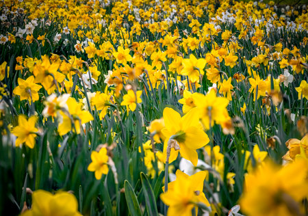Field of bright yellow and white daffodils (Narcissus)の写真素材