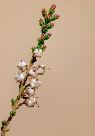 Closeup of delicate white heather flowers on muted brown backgroundの写真素材