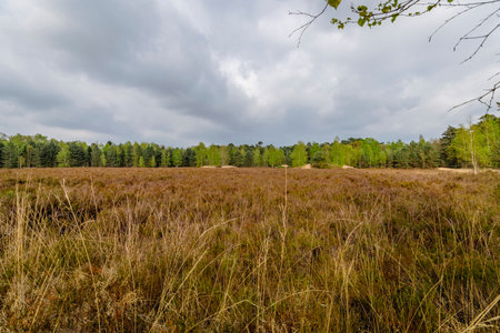 View on the varied landscape of Mastenbos in Kapellen, Belgium, with heath, grasses and treesの写真素材