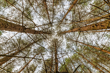 Looking up at tall pine trees in a dense forest, with branches against the sky.の写真素材
