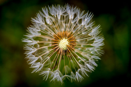 Close-up of a dandelion seed head with intricate white seeds against a soft green backgroundの写真素材