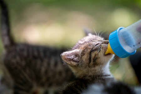 Bottle-feeding a hungry newborn kitten milk to support the mother catの写真素材