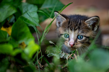 Curious and alert stray kitten hiding in the greens in a forest, looking to wander out of the nestの写真素材