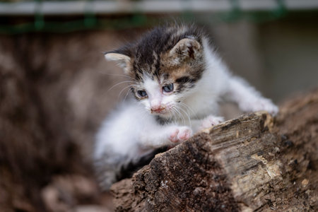Adorable And Playful Kitten Tree Bark In A Forestの写真素材