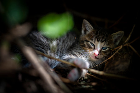 Relaxed stray kitten resting in the nest in a forest, looking at cameraの写真素材