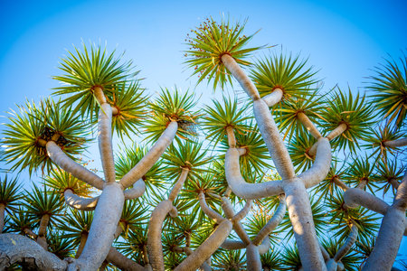 Low angle view of Canary Islands Dragon Tree â€“ Unique Branching Form and Rosette Leaves...