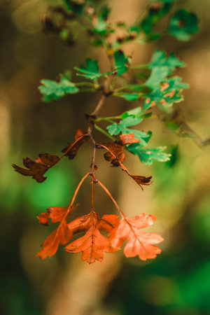 Autumn Color Change on Oak Leaves with Green and Orange Foliage in Nature Background
