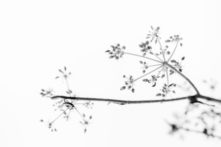 Elegant black-and-white plant silhouette with buds on white background. Ideal for minimalist,...
