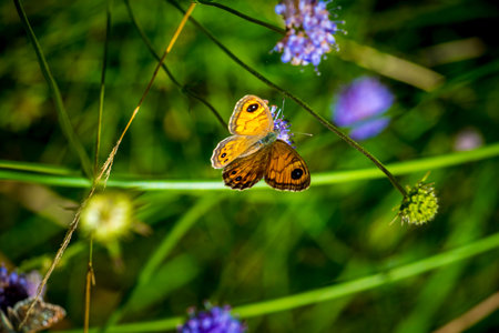 View on Wall Brown, latin name Lasiommata megera, butterfly in a field with greens during summer in Spainの写真素材