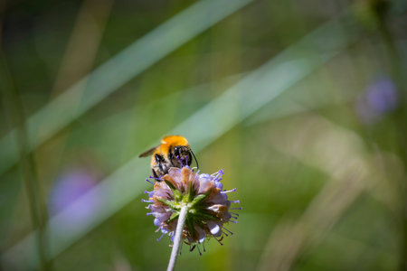 Bombus pascuorum, Common Carder Bee on purple flower. Macro pollinator in summer meadow