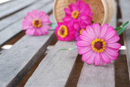 Zinnia flower on a wooden backgroundの写真素材