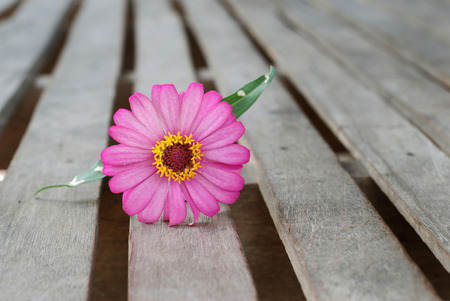 Zinnia flower on a wooden backgroundの写真素材