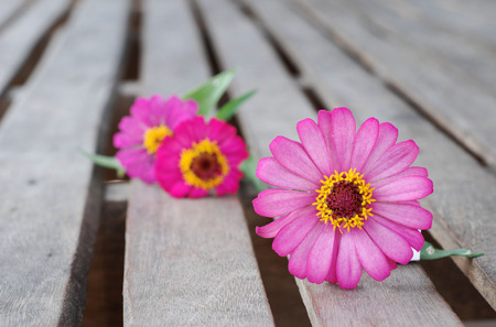 Zinnia flower on a wooden backgroundの写真素材