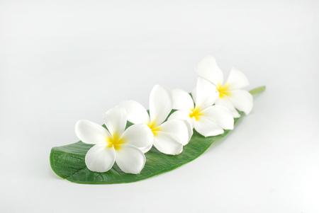 Frangipani leaf on a white backgroundの写真素材