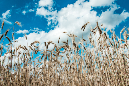 Looking up at wheat on a sunny dayの写真素材