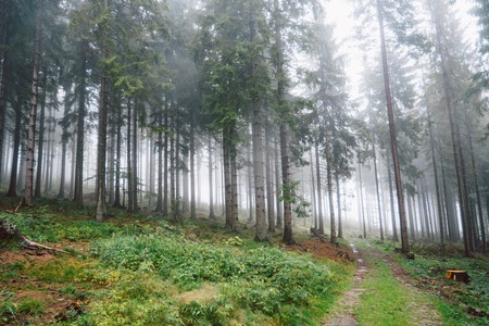 A green forest on a very foggy dayの写真素材