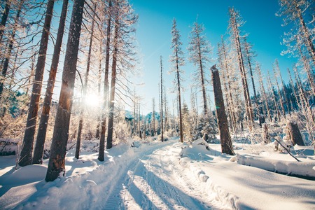 A road through a forest in winterの写真素材