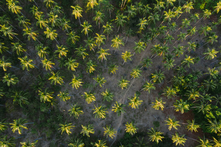A forest of palm trees seen from above