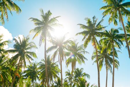 A forest of palm trees on a sunny dayの写真素材