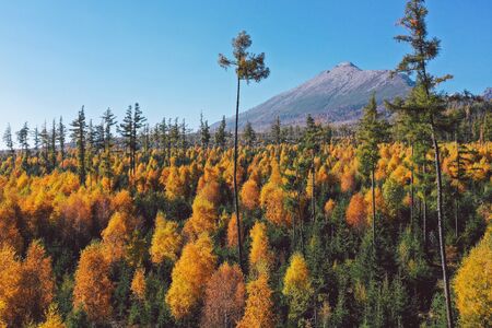 mountains on a sunny day with forest in colors of autumnの写真素材