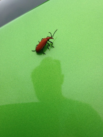 Bugs life