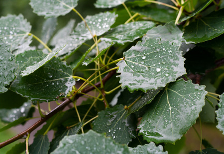 Aspen leaves on tree with drops of water in rainy day.の写真素材