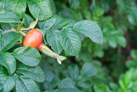 Briar leaves and cankerberry on bush. Green bush in summer gardenの写真素材