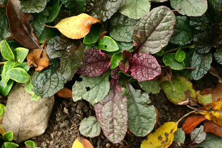 Green and purple plant and yellow leaves on ground.の写真素材
