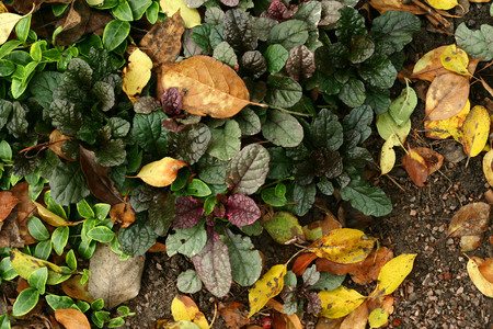 Green and purple plant and yellow leaves on ground. Autumn leaves background.の写真素材