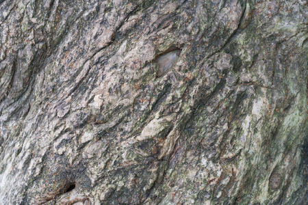 Old tree bark, trunk texture background detailの写真素材