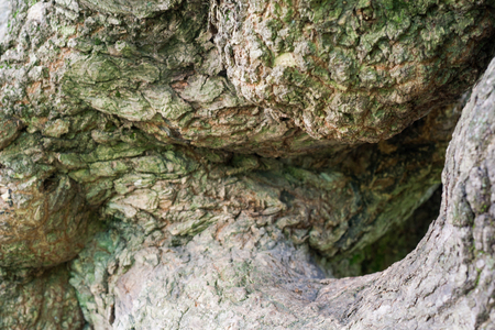Old tree bark, trunk texture background detailの写真素材