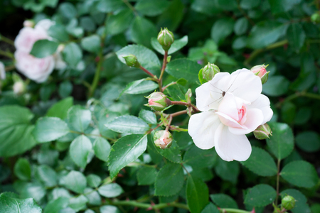 Photography of white and pink rose breed "Lovely Meilland", flower and a few buds on green leave background, flower with spider on a petal.の写真素材