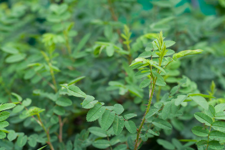 Briar leaves background. Green bush in summer gardenの写真素材