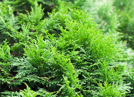 Green thuja natural backgroundの写真素材