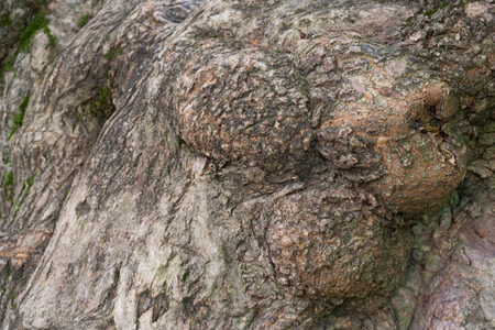 Old tree bark, trunk texture background detailの写真素材