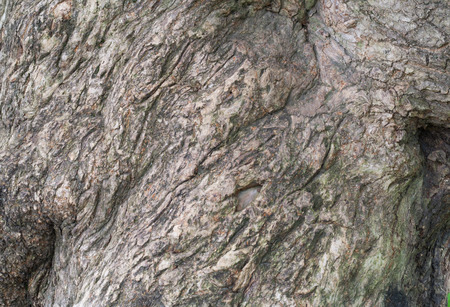 Old tree bark, trunk texture background detailの写真素材