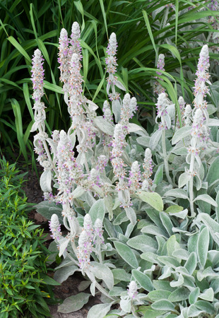 Stachys byzantina is a perennial herbaceous plants of the genus Stachys (Stachys) of the family Lamiaceae (Lamiaceae)の写真素材