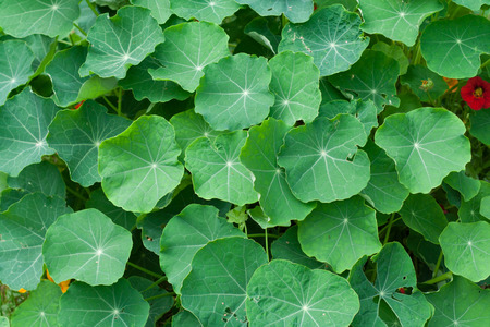 Green nasturtium leaves backgroundの写真素材