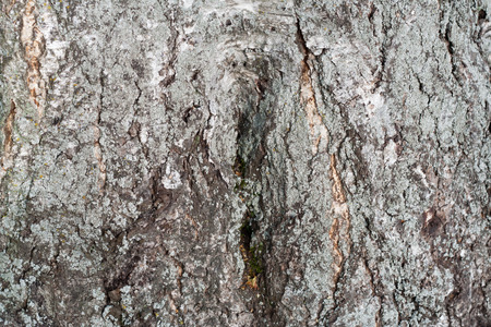 Old tree bark, trunk texture background detailの写真素材