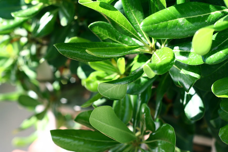 Mediterranean rhodies leaves elucidated by day sunlightの写真素材