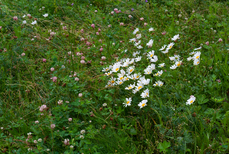 Green grass, white chamomiles and clover with water drops on it in rainy day. Grass background.の写真素材