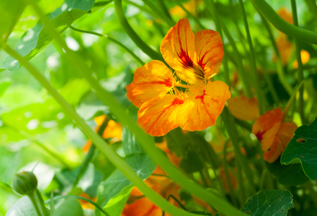 Save Download preview image Nasturtium orange and yellow flower with leaves illuminated by sunlightの写真素材